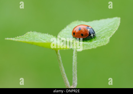Sieben Spot-Marienkäfer (Coccinella Septempunctata) auf Blatt vor grünem Hintergrund. Bayern, Deutschland. Stockfoto