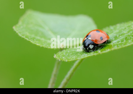 Sieben Spot-Marienkäfer (Coccinella Septempunctata) auf Blatt vor grünem Hintergrund. Bayern, Deutschland. Stockfoto