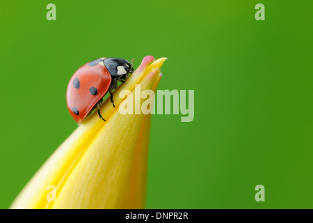 Sieben Spot-Marienkäfer (Coccinella Septempunctata) auf Blume vor grünem Hintergrund. Bayern, Deutschland. Stockfoto