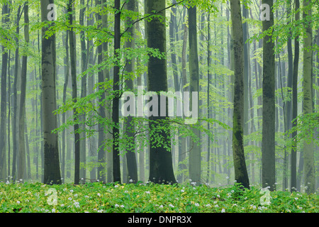 Frühling-Buchenwald mit üppigen grünen Blättern. Nationalpark Hainich, Thüringen, Deutschland. Stockfoto