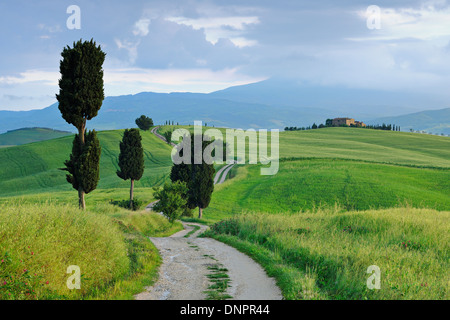 Zypressen entlang der Landstraße. Pienza, Val d ' Orcia, Toskana, Italien. Stockfoto