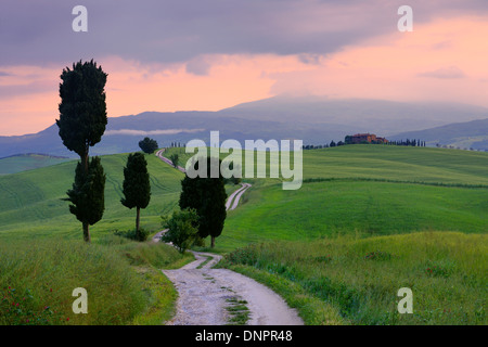 Zypressen entlang Landstraße, Sonnenuntergang. Pienza, Val d ' Orcia, Toskana, Italien. Stockfoto