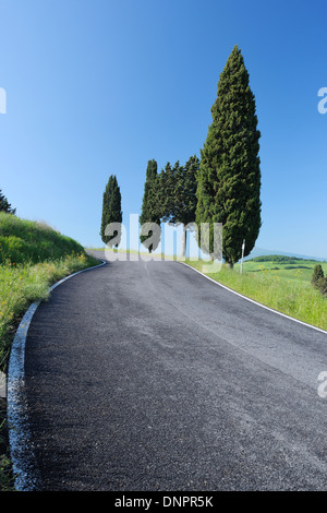 Ländliche Straße gesäumt von Zypressen (Cupressus Sempervirens). Pienza, Siena-Viertel, Toskana, Toscana, Italien. Stockfoto