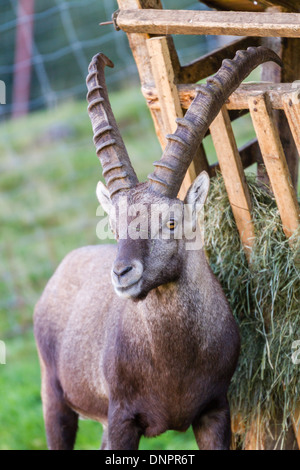 Junge Steinböcke (Capra Ibex) Bock stehen im Winter Futterplatz Stockfoto