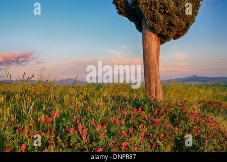 Zypresse mit Blumen in der Nähe von Sunset. Pienza, Val D´Orcia, Toskana, Italien. Stockfoto