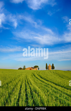 Kapelle des Vitaleta und Bauernhaus mit Zypressen im grünen Feld, Val D´Orcia, Provinz Siena, Toskana, Italien Stockfoto