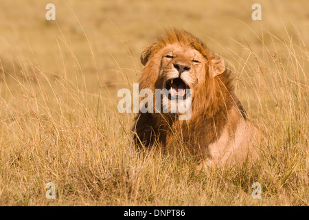 Männlichen afrikanischen Löwen (Panthera Leo) im hohen Grass, Masai Mara National Reserve, Kenia, Afrika Stockfoto