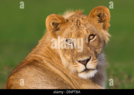 Porträt des jungen männlichen Löwen (Panthera Leo), Masai Mara National Reserve, Kenia, Afrika Stockfoto