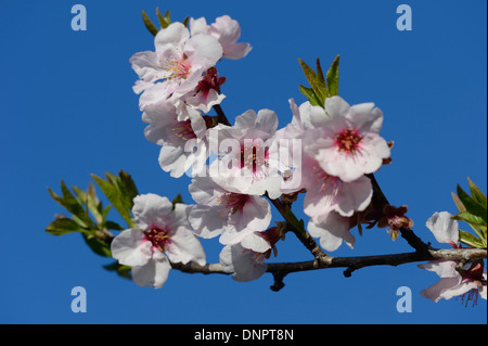 Nahaufnahme der Kirschpflaume (Prunus Cerasifera) blüht im Frühjahr, Steiermark, Österreich Stockfoto