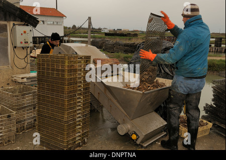 Ein Oysterman Entleerung einen Metall Tasche voller Austern in einer Auswahl-Maschine in eine Austernfarm in Charente-Maritime, Frankreich Stockfoto