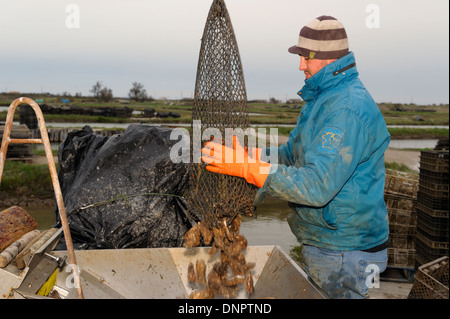 Ein Oysterman Entleerung einen Metall Tasche voller Austern in einer Auswahl-Maschine in eine Austernfarm in Charente-Maritime, Frankreich Stockfoto