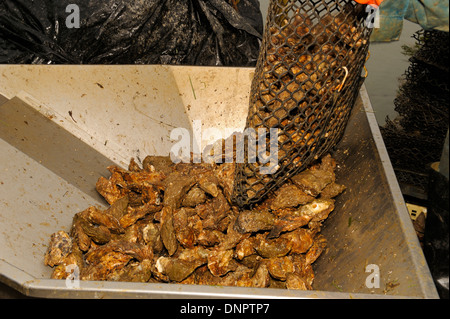 Ein Oysterman Entleerung einen Metall Tasche voller Austern in einer Auswahl-Maschine in eine Austernfarm in Charente-Maritime, Frankreich Stockfoto