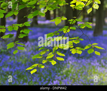 Buche-Blätter mit Glockenblumen im Frühling, Hallerbos, Halle, Flämisch-Brabant, Vlaams Gewest, Belgien Stockfoto