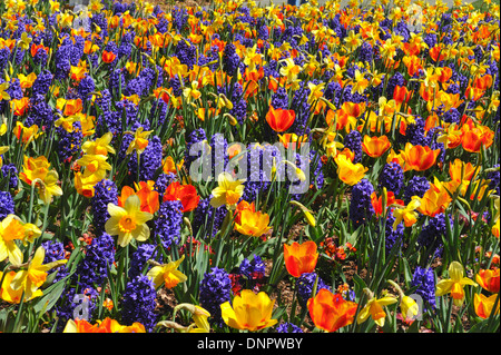 Bereich der Hyazinthen, Narzissen und Tulpen Blumen blühen in Texas, USA Stockfoto