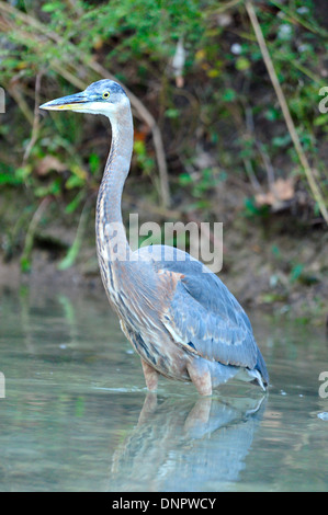 Great Blue Heron Angeln in einem Stream in Plano, Texas, USA Stockfoto