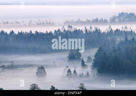 Morgen Nebel, Kochelmoor, Bad Tölz-Wolfratshausen, Upper Bavaria, Bayern, Deutschland Stockfoto