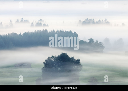 Morgen Nebel, Kochelmoor, Bad Tölz-Wolfratshausen, Upper Bavaria, Bayern, Deutschland Stockfoto
