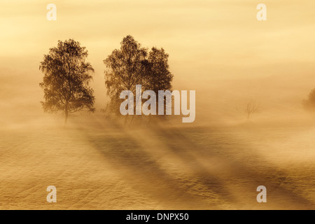 Morgen Nebel, Kochelmoor, Bad Tölz-Wolfratshausen, Upper Bavaria, Bayern, Deutschland Stockfoto