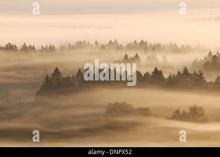 Morgen Nebel, Kochelmoor, Bad Tölz-Wolfratshausen, Upper Bavaria, Bayern, Deutschland Stockfoto