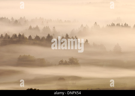 Morgen Nebel, Kochelmoor, Bad Tölz-Wolfratshausen, Upper Bavaria, Bayern, Deutschland Stockfoto