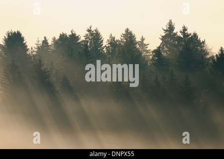 Morgen Nebel, Kochelmoor, Bad Tölz-Wolfratshausen, Upper Bavaria, Bayern, Deutschland Stockfoto