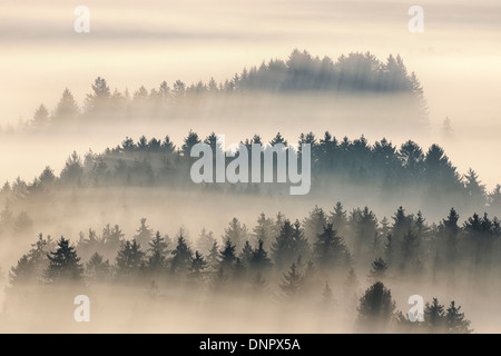 Morgen Nebel, Kochelmoor, Bad Tölz-Wolfratshausen, Upper Bavaria, Bayern, Deutschland Stockfoto