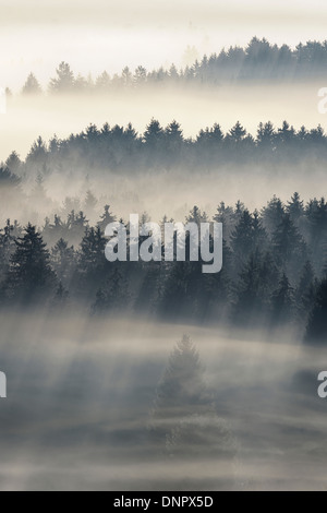 Morgen Nebel, Kochelmoor, Bad Tölz-Wolfratshausen, Upper Bavaria, Bayern, Deutschland Stockfoto