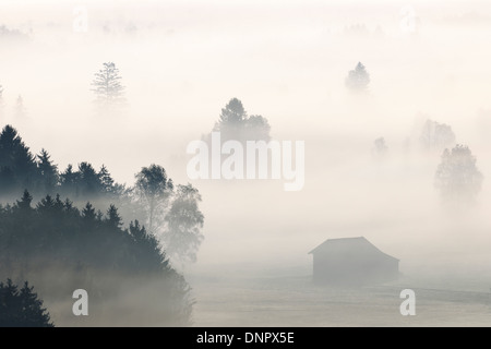 Morgen Nebel, Kochelmoor, Bad Tölz-Wolfratshausen, Upper Bavaria, Bayern, Deutschland Stockfoto