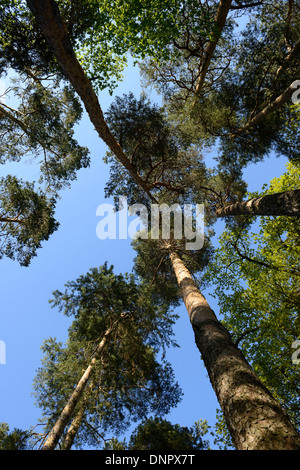 Blickte in Föhren (Pinus Sylvestris) im Frühjahr, Oberpfalz, Bayern, Deutschland Stockfoto