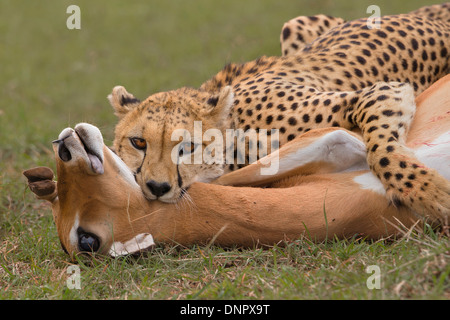 Weibliche Erwachsene Geparden, erwürgt eine weibliche Impala, Masai Mara National Reserve, Kenia, Afrika Stockfoto