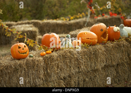 Jack-o-Laternen auf Heuballen, Toronto, Ontario, Kanada Stockfoto