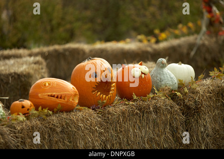 Jack-o-Laternen auf Heuballen, Toronto, Ontario, Kanada Stockfoto