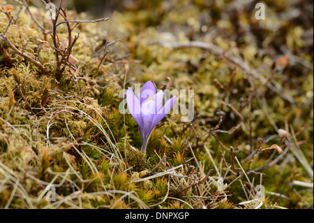 Riesiger Krokus (Crocus Vernus) auf Wiese im Frühjahr, Steiermark, Österreich Stockfoto