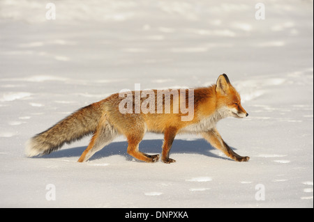 Rotfuchs (Vulpes Vulpes) gehen auf Schnee im Winter, Nationalpark Gran Paradiso, Graian Alpen, Italien Stockfoto