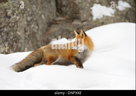 Rotfuchs (Vulpes Vulpes) im Winter, Nationalpark Gran Paradiso, Graian Alpen, Italien Stockfoto