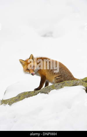 Porträt der Rotfuchs (Vulpes Vulpes) im Winter, Nationalpark Gran Paradiso, Graian Alpen, Italien Stockfoto