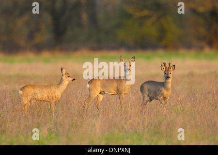 Männliche und weibliche Rehe Hirsche und Rehböcke (Capreolus Capreolus) im Frühling, Hessen, Deutschland Stockfoto