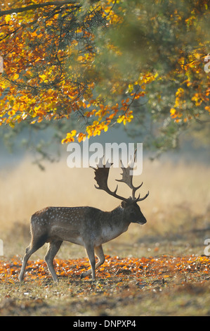 Männlicher Damhirsch (Cervus Dama) im Herbst, Hessen, Deutschland Stockfoto