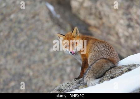 Rotfuchs (Vulpes Vulpes) im Winter, Nationalpark Gran Paradiso, Graian Alpen, Italien Stockfoto