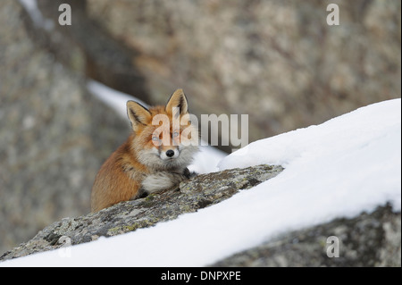 Rotfuchs (Vulpes Vulpes) im Winter, Nationalpark Gran Paradiso, Graian Alpen, Italien Stockfoto