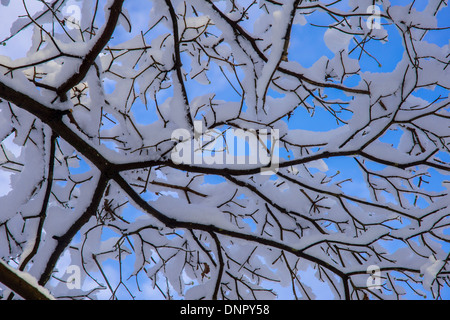 Winter-Szene Schnee auf Baum Zweigstellendetails mit blauem Himmel Stockfoto