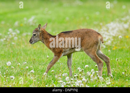 Junge europäische Mufflon (Ovis Orientalis Musimon) auf Wiese im Frühling, Hessen, Deutschland Stockfoto