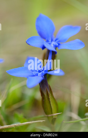 Nahaufnahme der Frühlings-Enzian (Gentiana Verna) auf Wiese im Frühling, Bayern, Deutschland Stockfoto