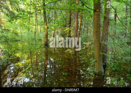 Landschaft eines versunkenen Waldes im Frühjahr, Bayern, Deutschland Stockfoto