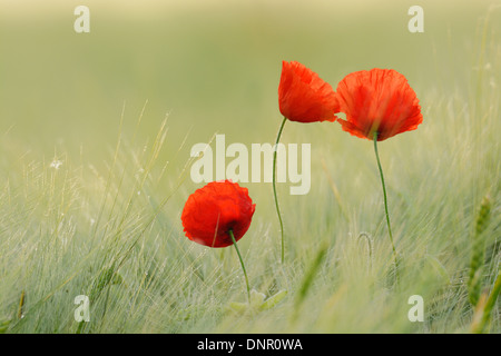 Rote Mohnblumen (Papaver Rhoeas) in Gerstenfeld, Hessen, Deutschland, Europa Stockfoto