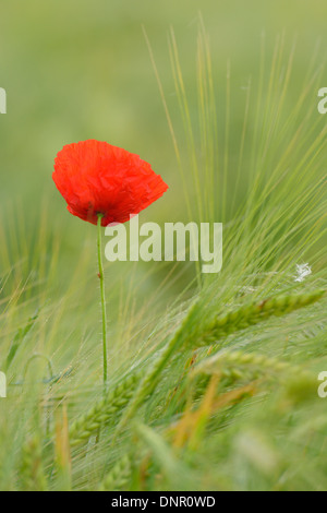 Roter Mohn (Papaver Rhoeas) in Gerstenfeld, Hessen, Deutschland, Europa Stockfoto