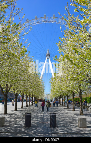 Menschen zu Fuß Fußgängerzone Allee von Bäumen im Frühling Blüte in Richtung London Eye Ferris Rad am blauen Himmel Frühling Tag South Bank Lambeth England Stockfoto