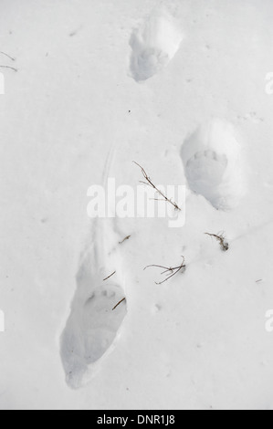 Großer Bärenspuren im frischen Pulverschnee Stockfoto