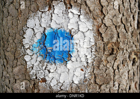 Blauer Punkt innerhalb eines weißen Kreises markieren eine touristische Route auf einem Baum Stockfoto