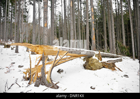 Pinienwald mit einem Tannenbaum Riss nach einem Wintersturm Stockfoto